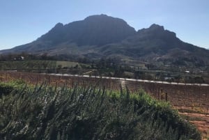 Cape Town: Cape Point, Penguins, Stellenbosch wine tasting