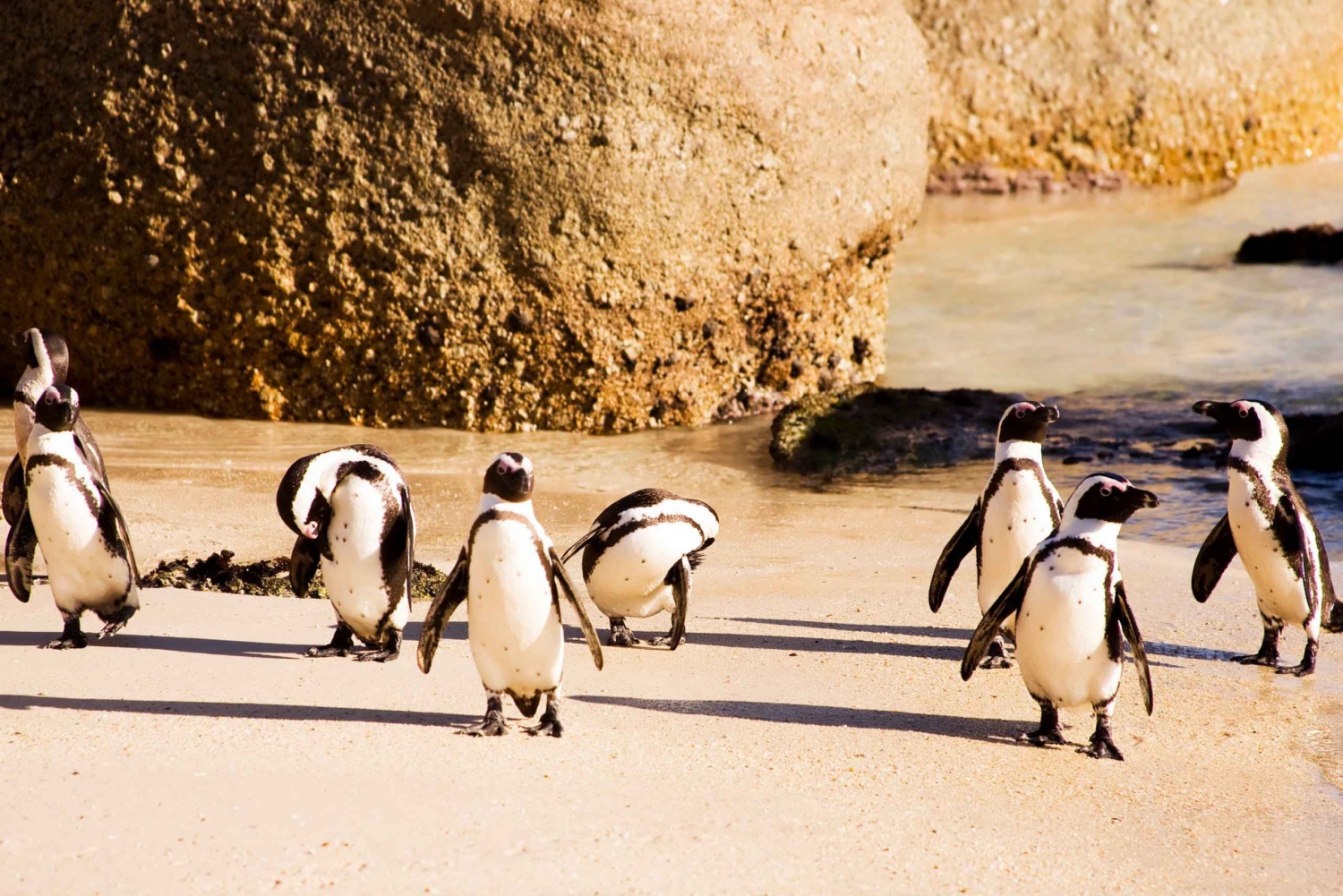 Excursión de un día a la Península: Punta del Cabo, Pingüinos y Montaña de la Mesa
