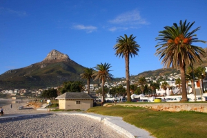 Cape Town: Cape Point, Penguins & Table Mountain Day Tour