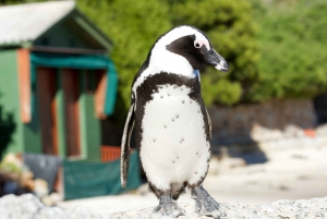 Cape Town: Cape Point, Penguins & Table Mountain Day Tour