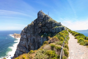 Tour di un giorno nella penisola: Cape Point, i pinguini e la Table Mountain