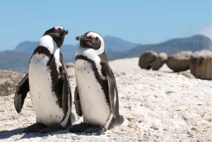 Dagstur til halvøya: Kappspissen, pingviner og Table Mountain