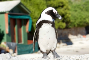 Peninsula-päiväretki: Cape Point, pingviinit ja Pöytävuori
