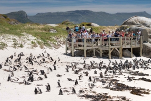 半島 1 日ツアー : ケープ ポイント、ペンギン、テーブル マウンテン