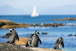 Tour di un giorno nella penisola: Cape Point, i pinguini e la Table Mountain