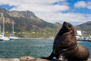 Excursión de un día a la Península: Punta del Cabo, Pingüinos y Montaña de la Mesa