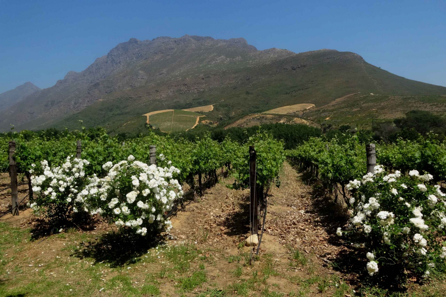 Città del Capo: Tour privato di Cape Winelands e Stellenbosch