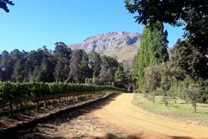 Kapstaden: Privat morgontur till Cape Winelands Stellenbosch