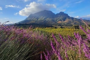 Cape Town: Private Cape Winelands Stellenbosch Morning Tour