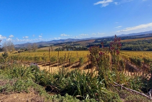 Cape Town: Private Cape Winelands Stellenbosch Morning Tour