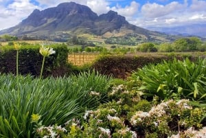 Città del Capo: Tour privato di Cape Winelands e Stellenbosch