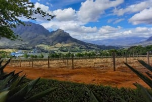 Cape Town: Privat Cape Winelands Stellenbosch-morgentur