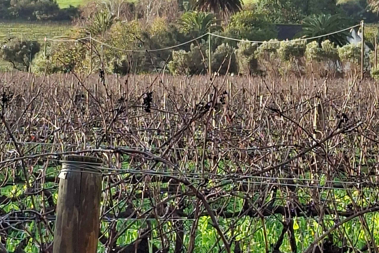 Kapstaden: CHEETAH ENCOUNTER/VINPROVNING/LUNCH