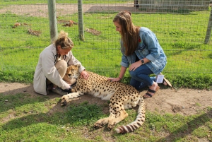 Kapstaden: CHEETAH ENCOUNTER/VINPROVNING/LUNCH