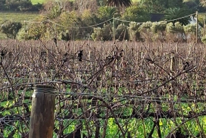 Kapstaden: CHEETAH ENCOUNTER/VINPROVNING/LUNCH