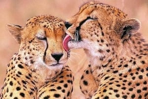 Cape Town: Cheetah Outreach and Winelands Day Tour