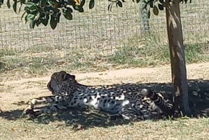 Cape Town: Cheetah Outreach and Winelands Day Tour