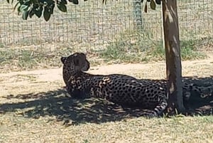 Cape Town: Cheetah Outreach and Winelands Day Tour