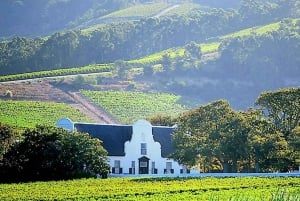 Cape Town: Cheetah Outreach and Winelands Day Tour