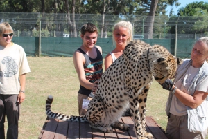 Kapstadt: Cheetah Outreach und Winelands Private Tour