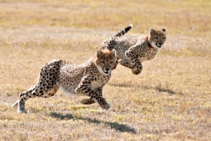 Kapstadt: Cheetah Outreach und Winelands Private Tour