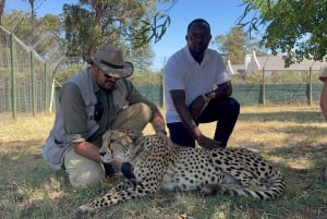 Città del Capo: visita al ghepardo, incontro con la giraffa e tour del vino