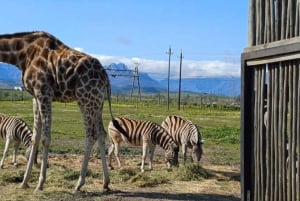Cape Town: Cheetah Outreach, Giraffe Encounter & Wine Tour