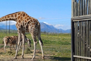 Cape Town: Cheetah Outreach, Giraffe Encounter & Wine Tour