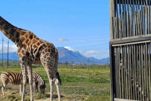 Cape Town: Cheetah Outreach, Giraffe Encounter & Wine Tour