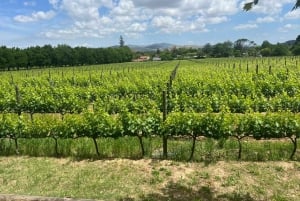 Cape Town: Cheetah Outreach, Giraffe Encounter & Wine Tour