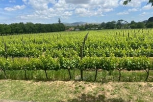 Cape Town: Cheetah Outreach, Giraffe Encounter & Wine Tour