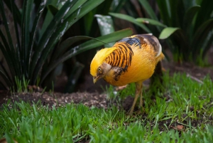 Le Cap : City Explorer Pass avec billet de bus classique