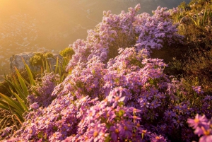 Обзорная экскурсия по Кейптауну: остров Роббен, Столовая гора