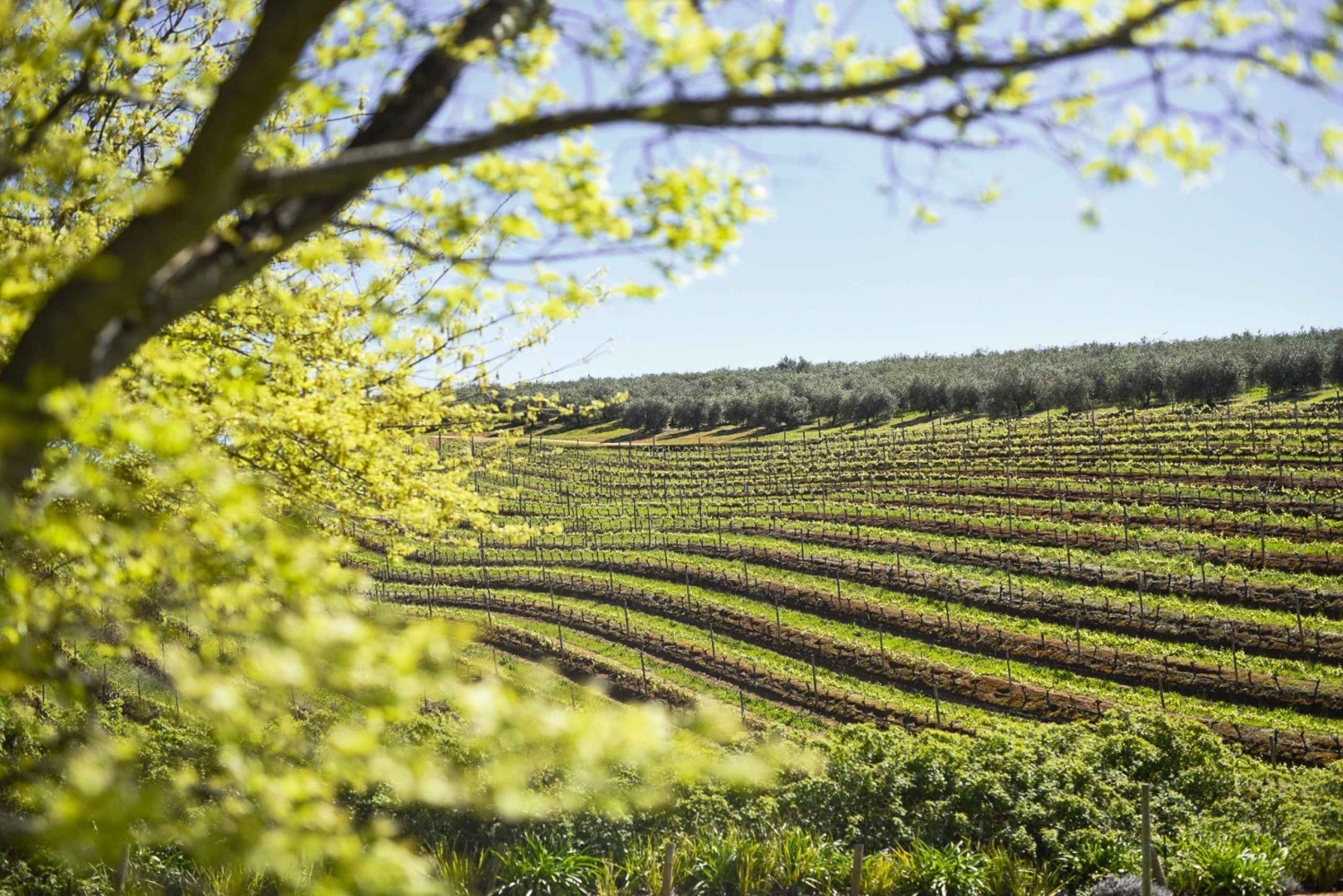 Kapstaden: Constantia halvdags vintur och provsmakning