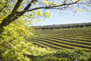 Kapstaden: Constantia halvdags vintur och provsmakning