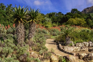 Kapstaden: Constantia halvdags vintur och provsmakning