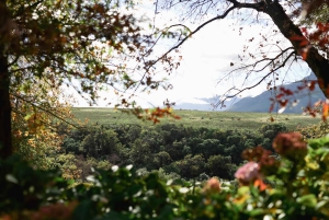 Kapstaden: Constantia halvdags vintur och provsmakning