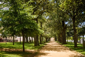 Kapstaden: Constantia halvdags vintur och provsmakning