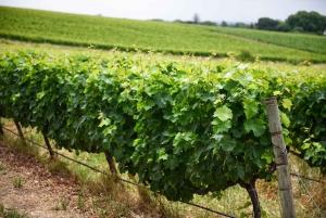 Kapstaden: Constantia halvdags vintur och provsmakning