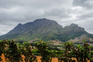 Kapstaden: Constantia halvdags vintur och provsmakning