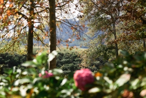 Kapstaden: Constantia halvdags vintur och provsmakning