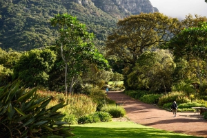 Kapstaden: Constantia halvdags vintur och provsmakning