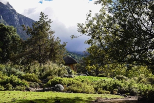 Kapstaden: Constantia halvdags vintur och provsmakning