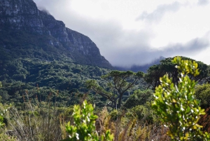 Kapstaden: Constantia halvdags vintur och provsmakning