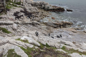 Tour particular: Diamond Works, Bo-Kaap e Cabo da Boa Esperança