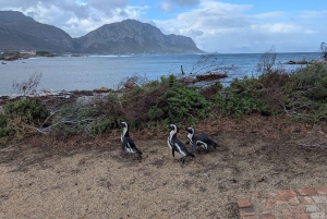 Tour particular: Diamond Works, Bo-Kaap e Cabo da Boa Esperança