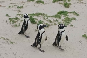 Tour particular: Diamond Works, Bo-Kaap e Cabo da Boa Esperança