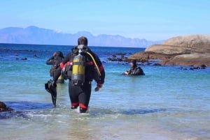 Kaapstad: Discover Scuba Diving - 1 dag ervaring