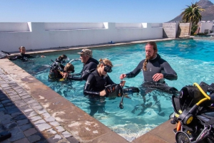Kapstaden: Upptäck dykning - 1 dags upplevelse