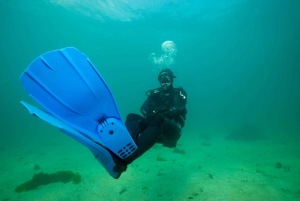 Кейптаун: откройте для себя подводное плавание - 1-дневный опыт